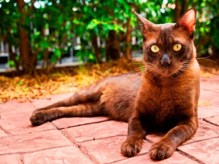 Havana Brown: Meet the 'Brownie' of the Cat World | HappyPetZone
