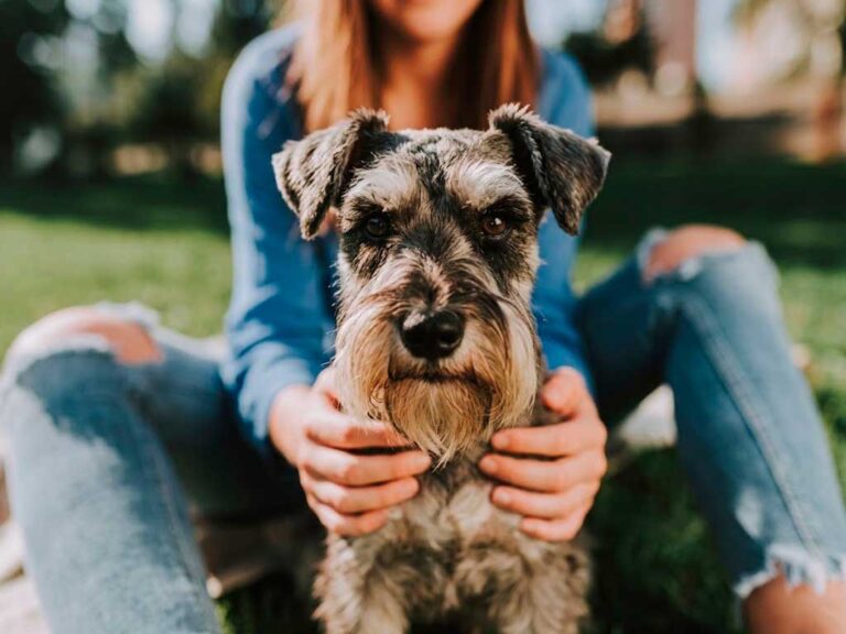How Much Does Pet Insurance Cost? Real Numbers by Breed, Age, and Plan