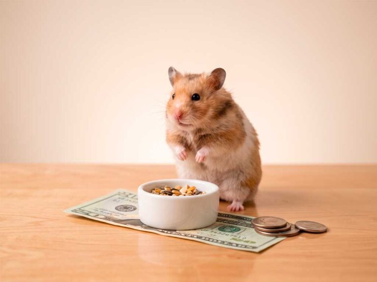 How Much Does a Hamster Cost? Full Price Breakdown