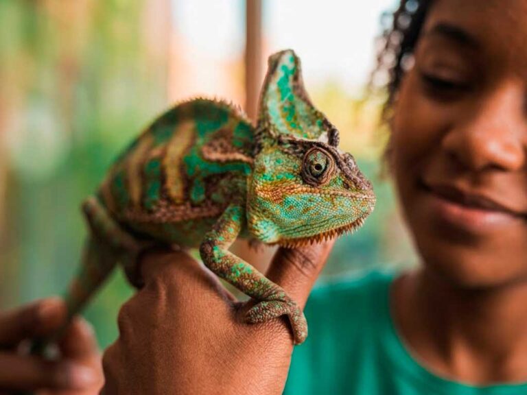 How to Take Care of a Chameleon: Beginner Guide