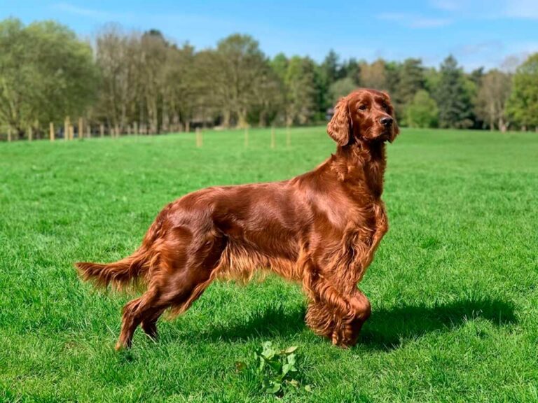 Irish Setter Dog Breed: The Forever-Puppy Care Guide