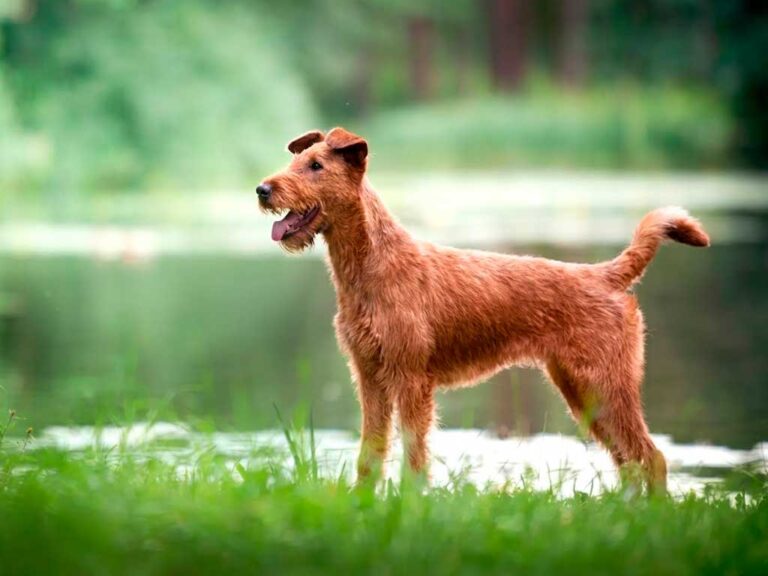 Irish Terrier Dog Breed: The Red Devil That Served in World War I