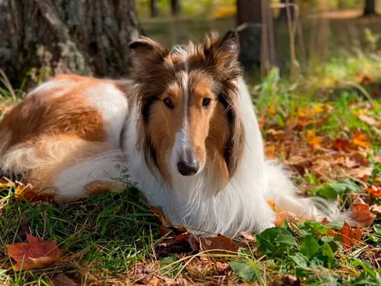 Is Lassie a Real Dog Breed? The Rough Collie Behind the Icon