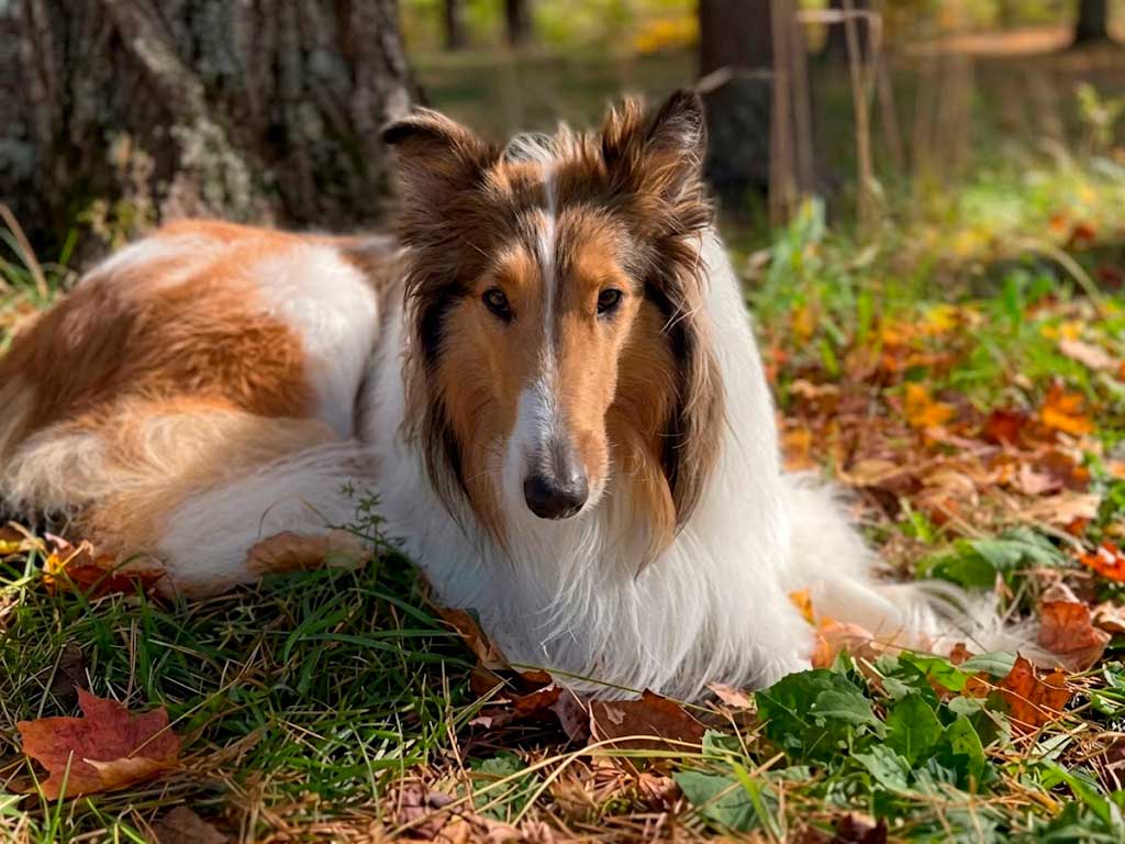 Is Lassie a Real Dog Breed? The Rough Collie Behind the Icon