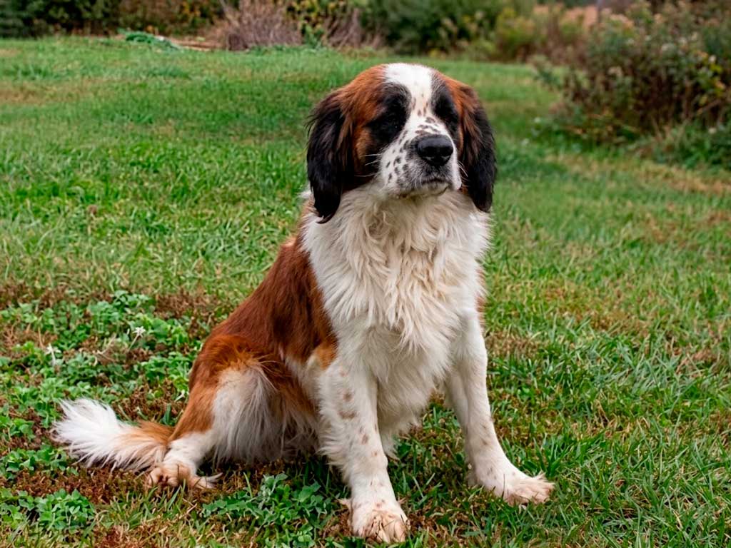 Is There Really a Miniature or Teacup Saint Bernard?