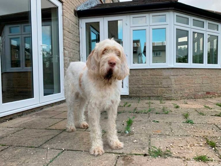 Italian Spinone Dog Breed: Built to Hunt Through Thorns