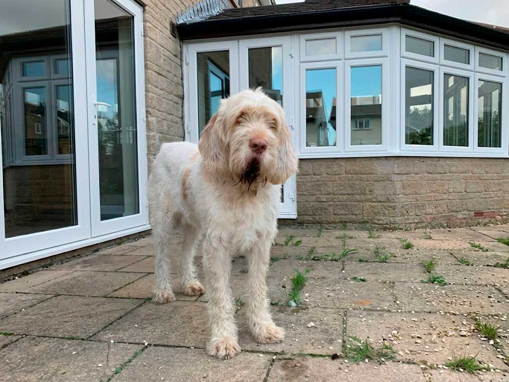 Italian Spinone Dog Breed: Built to Hunt Through Thorns