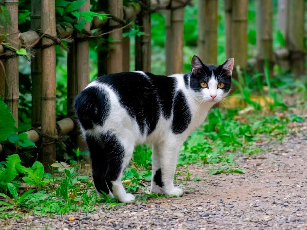 Japanese Bobtail: Cat Behind Lucky Statues