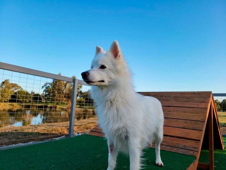 Japanese Spitz Dog Breed: Meet the Cloud Dog