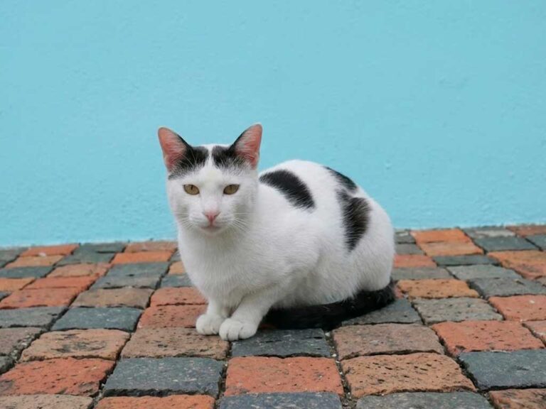 Javanese Cat: The Colorful Cousin of the Balinese