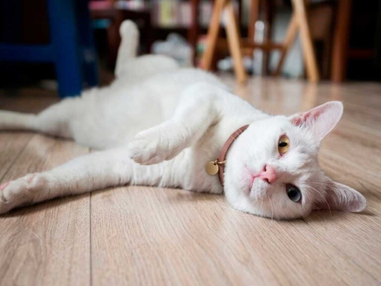Khao Manee: Thailand's 'White Gem' Cat With Odd Eyes