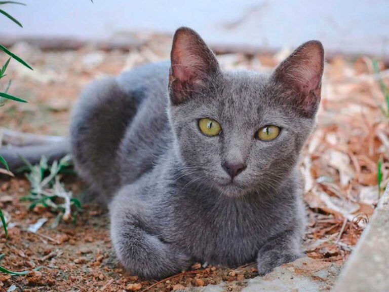 Korat Cat: The Heart-Faced Thai Cat of Good Luck