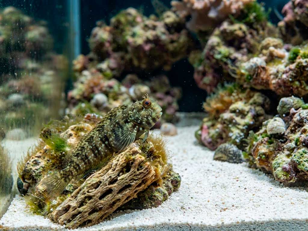 Lawnmower Blenny Care Guide: Diet, Tank Size & Compatibility