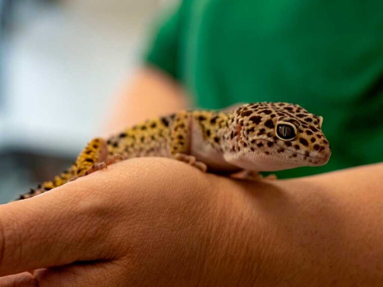 Leopard Gecko Care: The Complete Beginner Guide