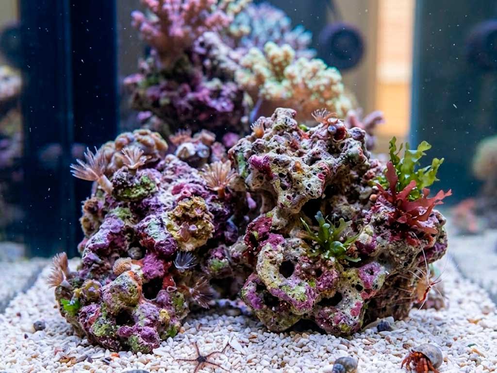 Live Rock and Live Sand: The Complete Guide