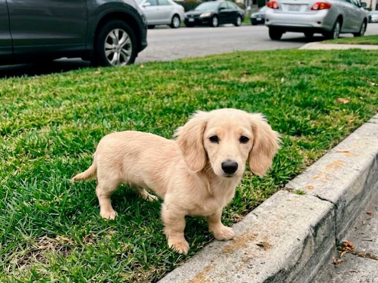 Long-Haired Dachshund: What Sets This Coat Apart