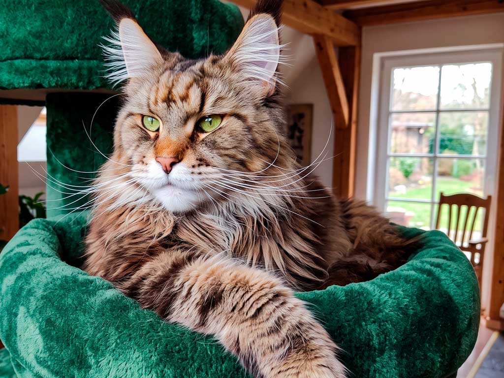 Maine Coon Cat: The Complete Guide to America's Gentle Giant