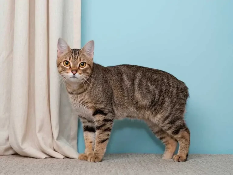 Manx Cat