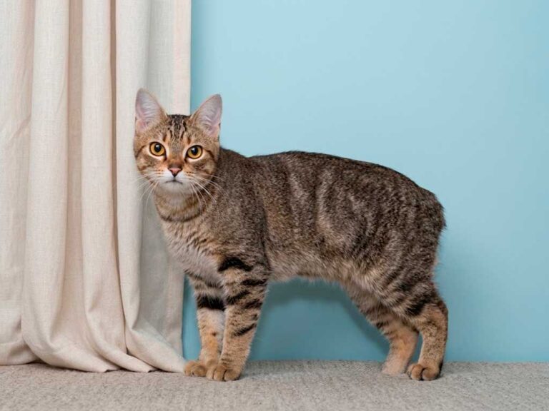 Manx Cat: The Tailless Breed From the Isle of Man