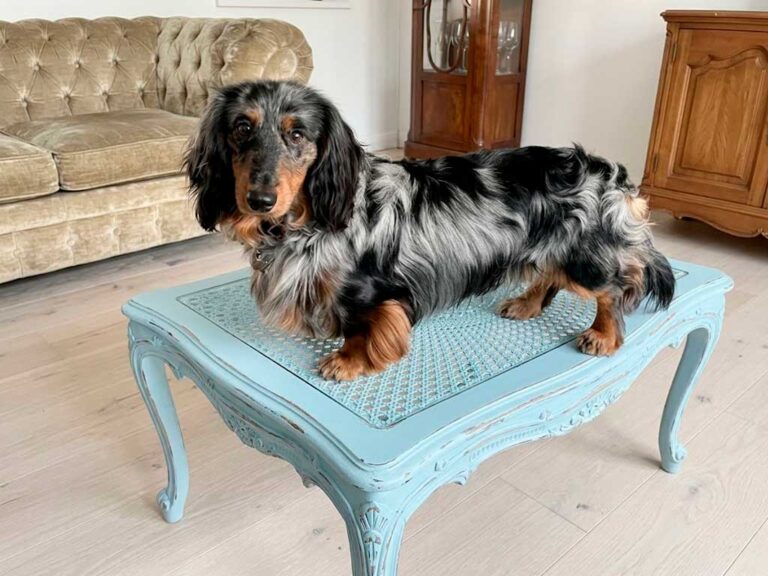 Miniature Long-Haired Dachshund: The Friendly One
