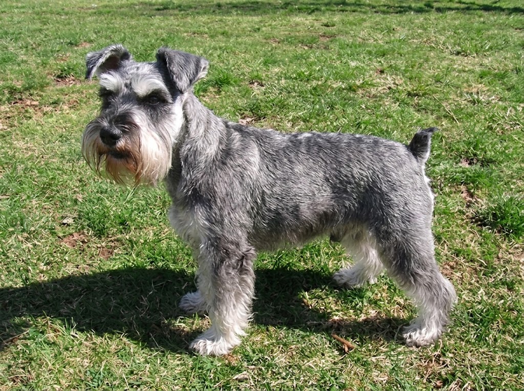 Miniature Schnauzer