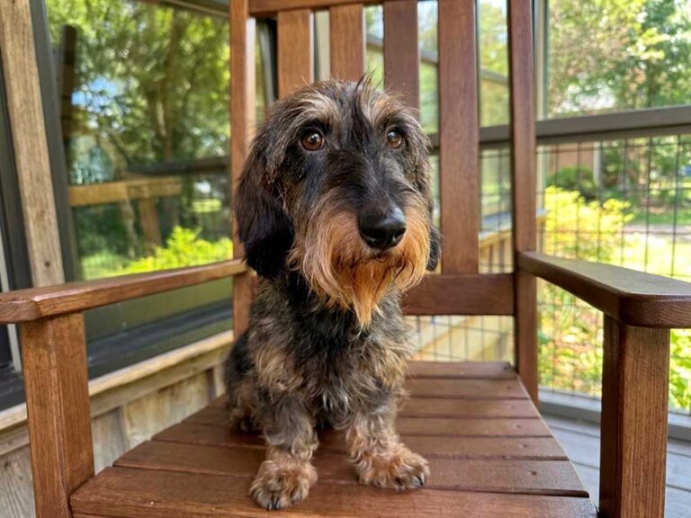 Miniature Wire-Haired Dachshund: A Long-Lived Breed