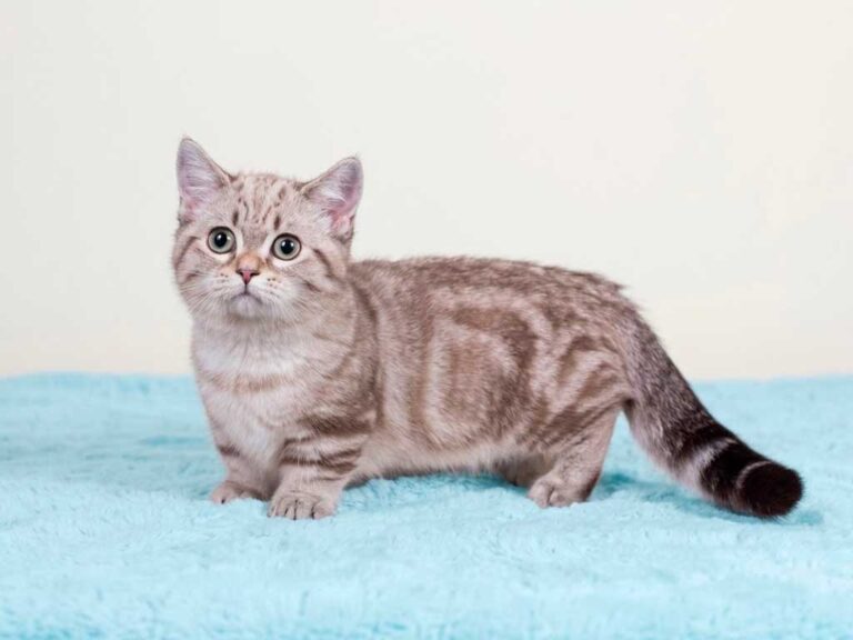 Munchkin Cat: Short-Legged Breed