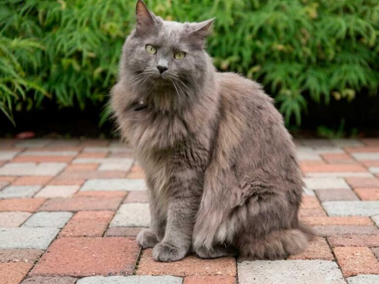 Nebelung Cat: The Breed Named After German Mist
