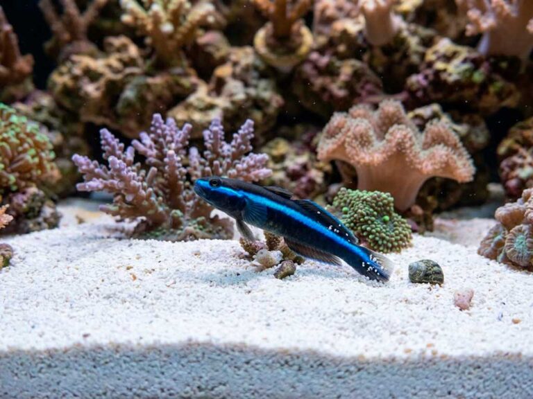 Neon Goby