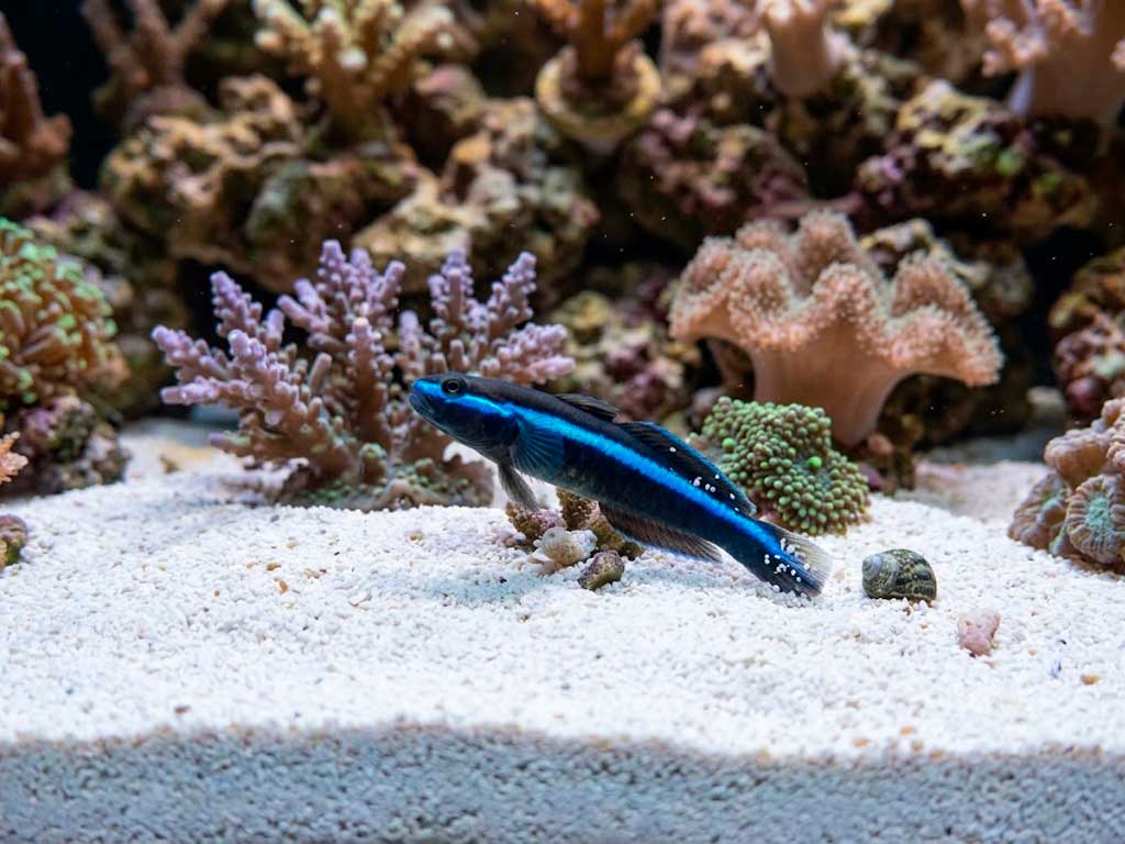 Neon Goby