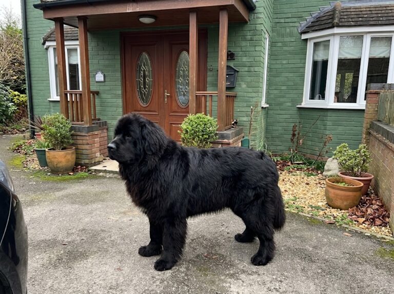 Newfoundland Dog