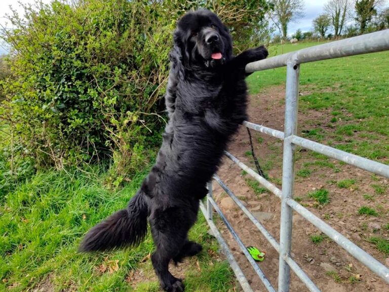 Newfoundland Dog: The Gentle Giant Behind Peter Pan