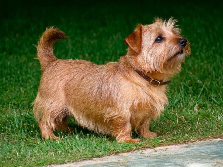Norfolk Terrier: Small Dog, Big Lap-Time Energy