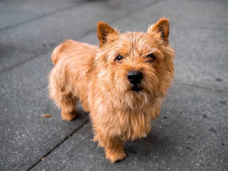Norwich Terrier: A Big Dog in a Small Package