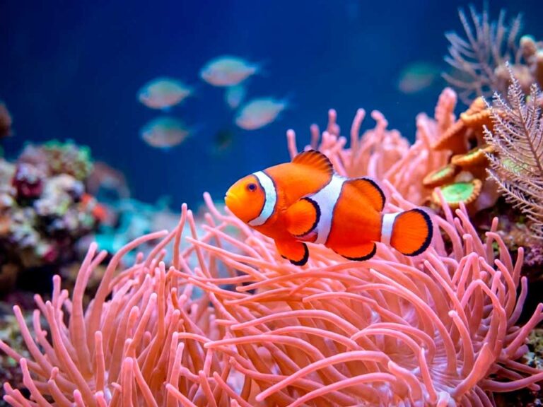 Ocellaris Clownfish Care Guide: Types, Tank Setup & Breeding