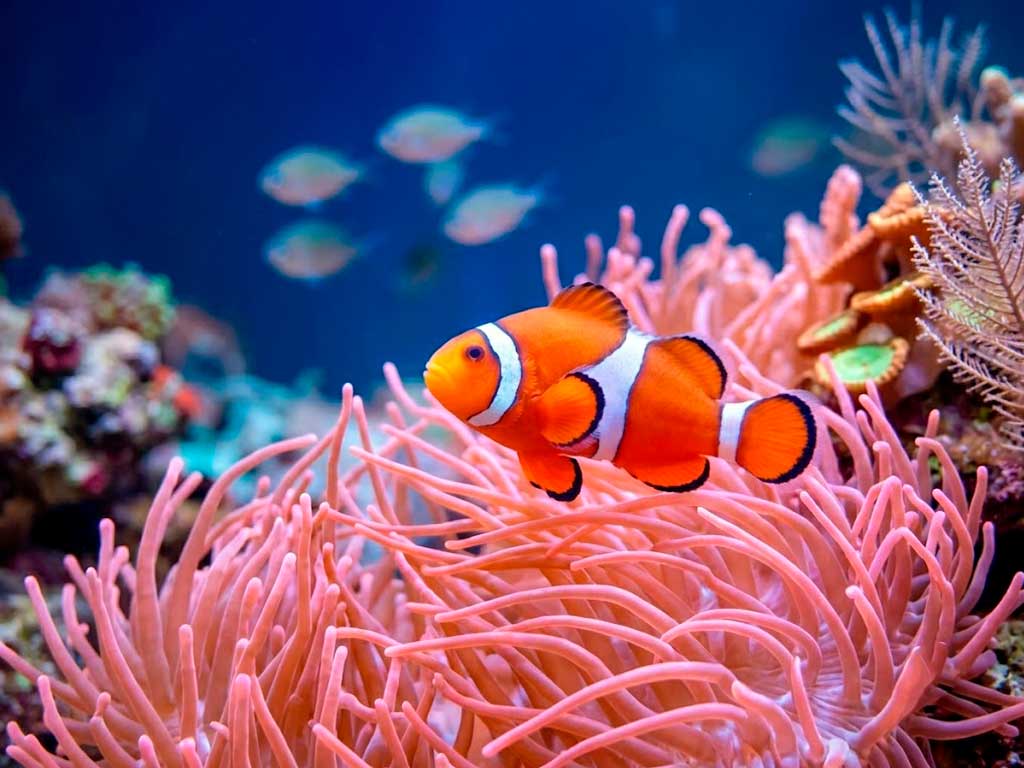 Ocellaris Clownfish Care Guide: Types, Tank Setup & Breeding