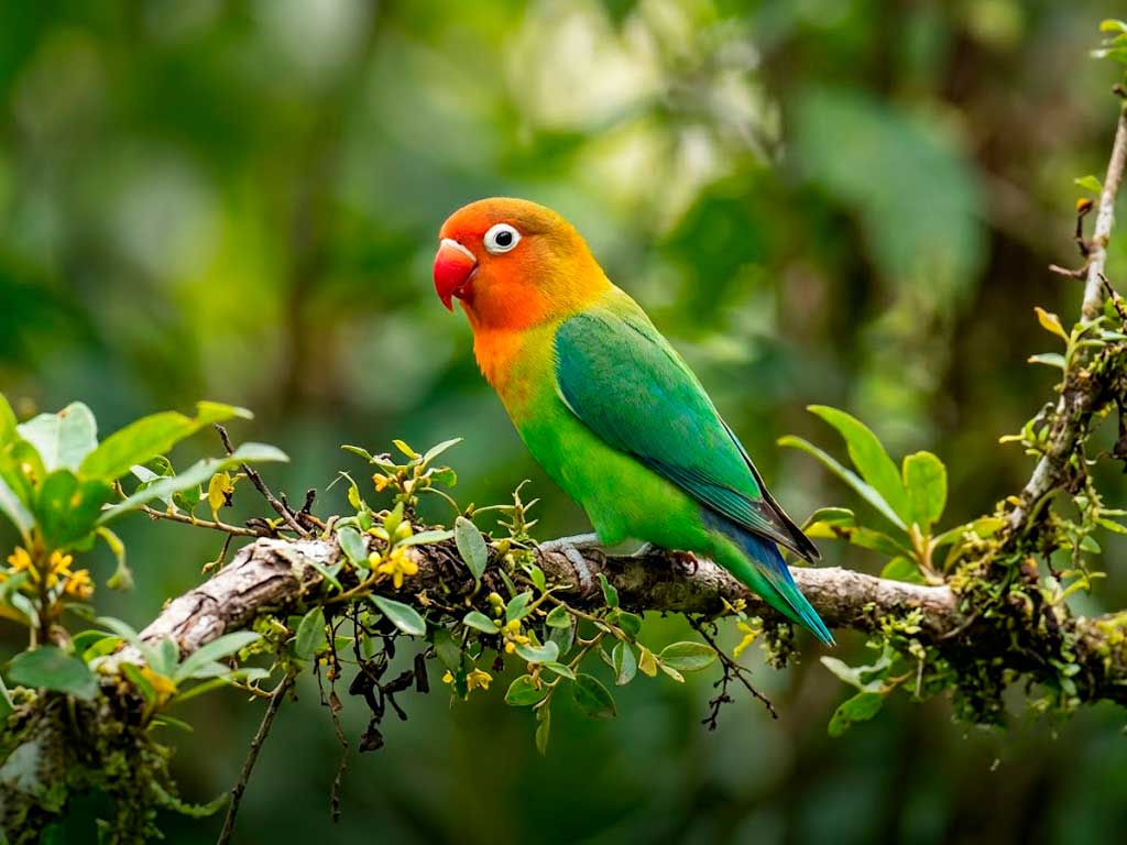 Peach-Faced Lovebird Care Guide: Everything to Know
