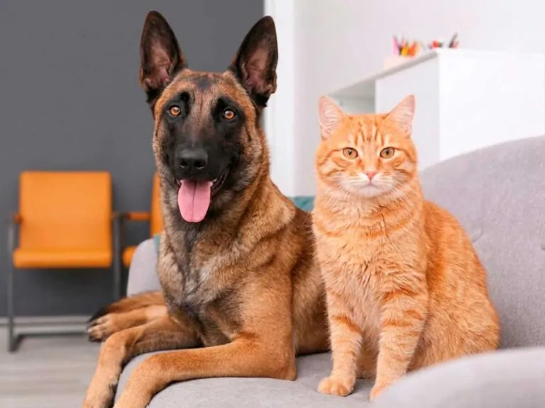 Pet Insurance: The Complete Guide for Dog and Cat Owners