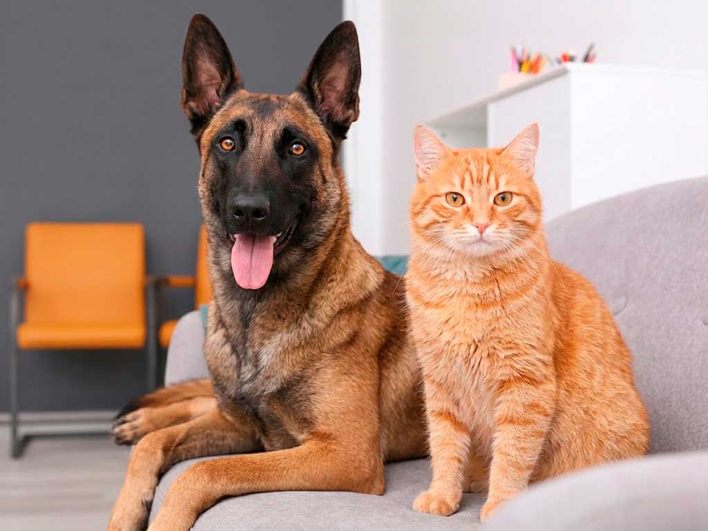 Pet Insurance: The Complete Guide for Dog and Cat Owners