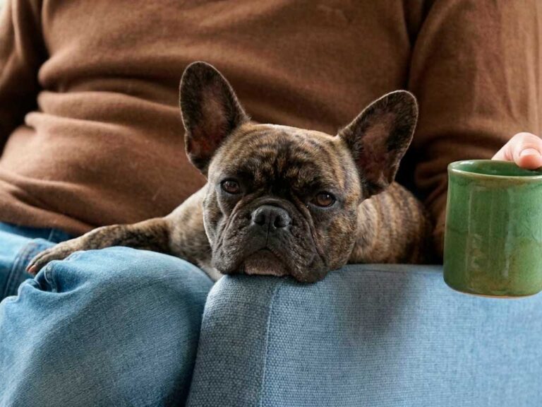 Pet Insurance for Pre-Existing Conditions: What's Actually Covered