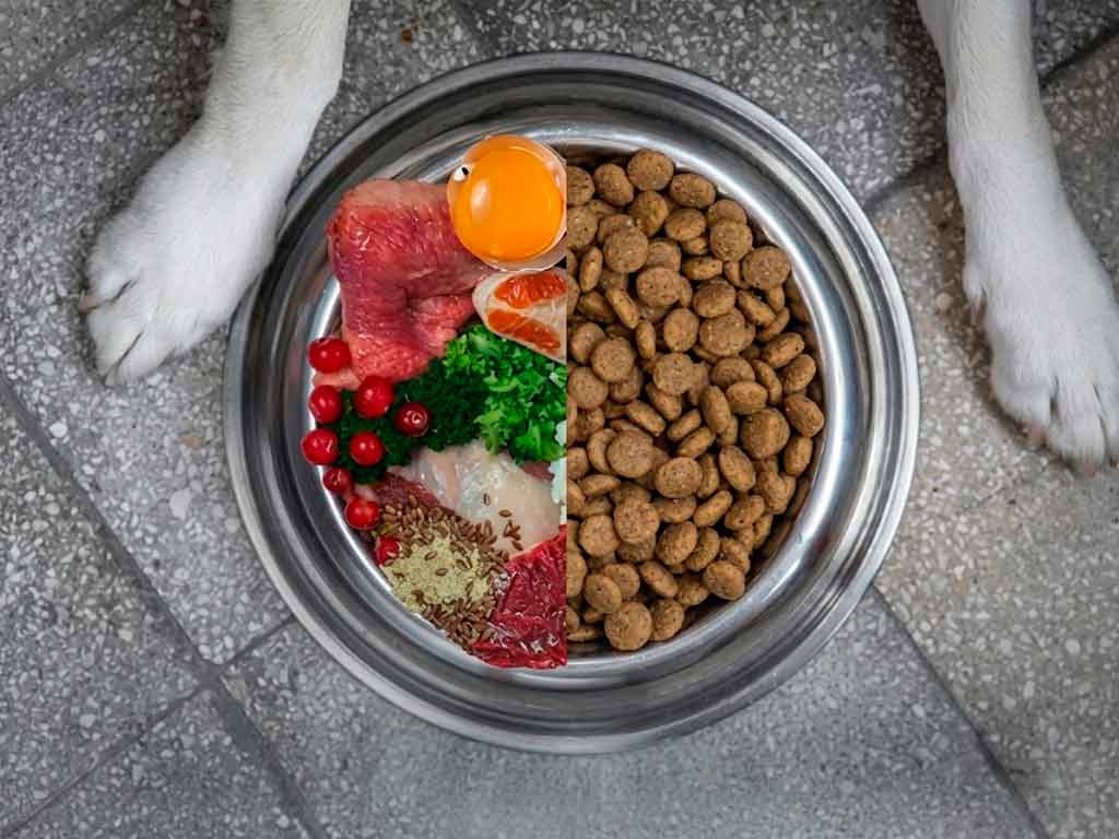 Raw Dog Food vs Kibble: Which Is Better for Your Dog?