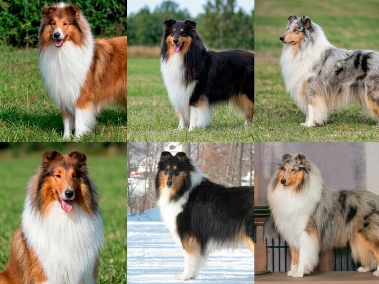 Rough Collie Colors: Sable, Blue Merle, Tri, and More