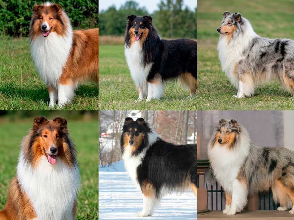 Rough Collie Colors: Sable, Blue Merle, Tri, and More