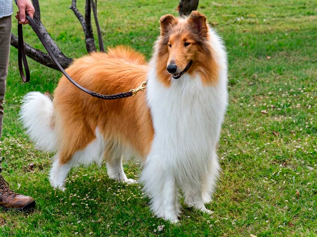 Rough Collie Price: What You'll Actually Pay