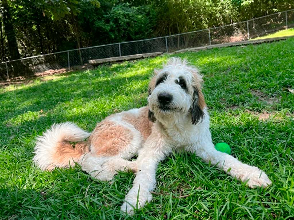 Saint Berdoodle: The Saint Bernard Poodle Mix Explained