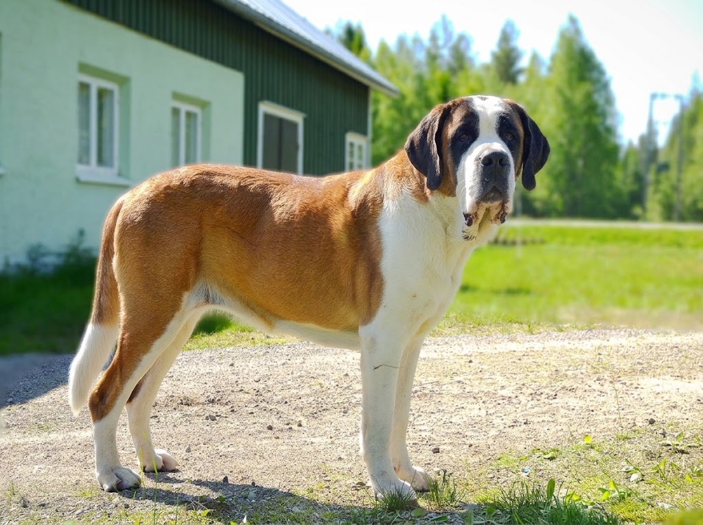Saint Bernard: The Complete Breed Guide