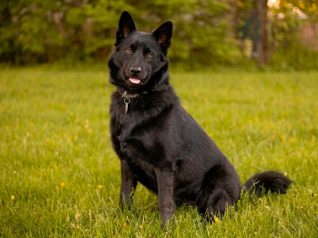 Schipperke: The Complete Breed Guide