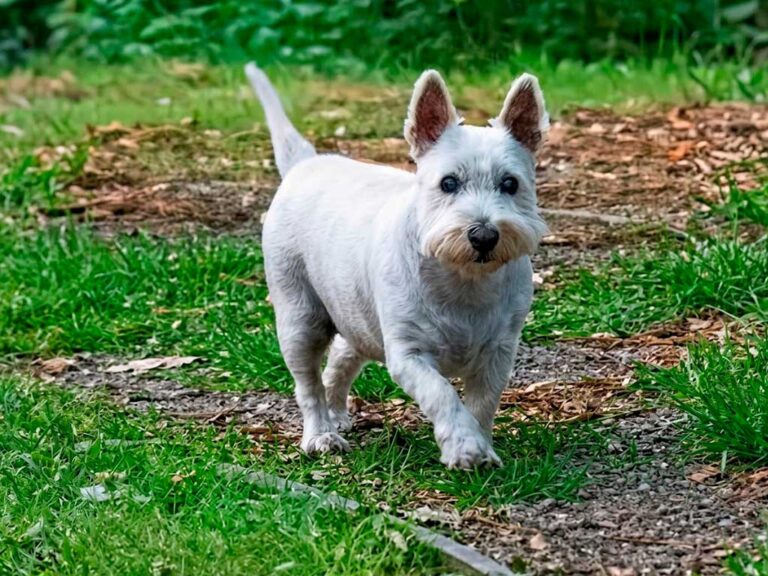 Scottish Terrier Dog Breed: The Most Popular Monopoly Piece