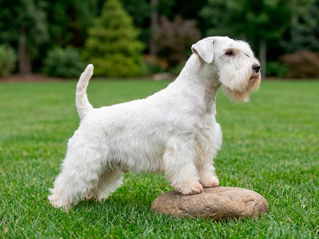 Sealyham Terrier: A Rare Breed With a Wild History