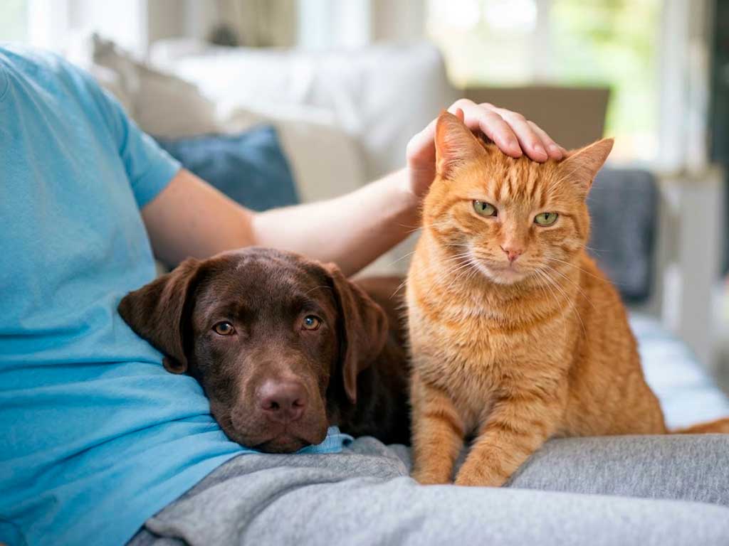 Senior Pet & Multi-Pet Insurance: What Changes as Your Household Grows